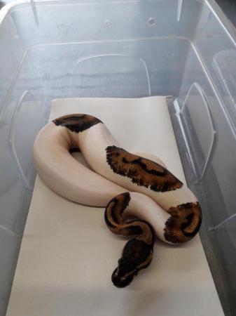 Image 6 of Collection of Royals Python's
