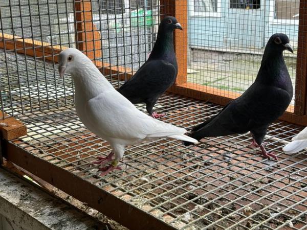 Image 3 of White racing pigeons and black racing pigeons