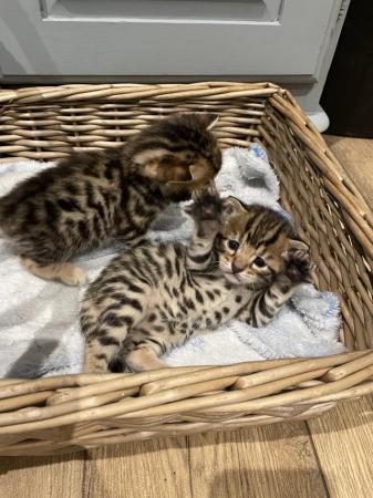 Image 3 of BENGAL X Kittens LAST LITTLE GIRL LEFT!  REDUCED TO £580