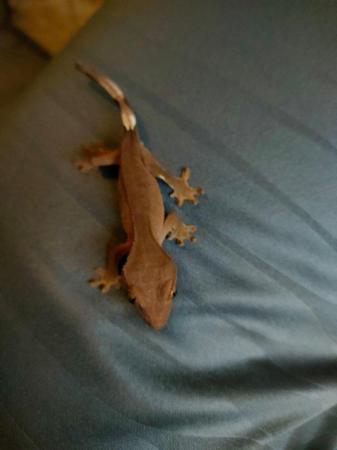 Image 21 of baby crested Geckos for sale..