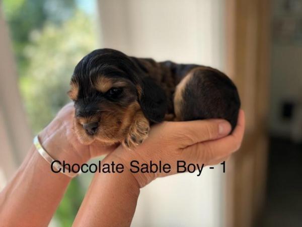 Image 5 of Exceptional KC Show-type Cocker Spaniel puppies