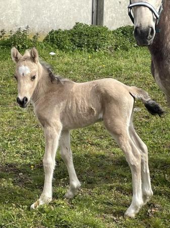 Image 2 of Buckskin Welsh d colt foal