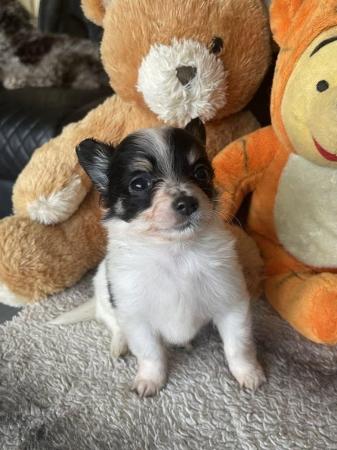 Image 6 of Long haired chihuahua puppies