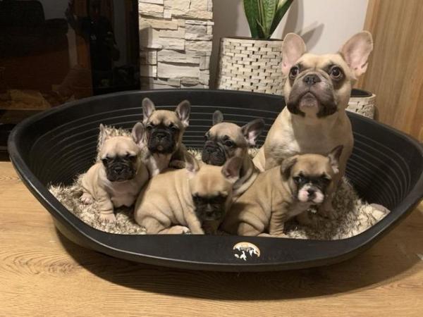 Image 9 of French Bulldogs puppies