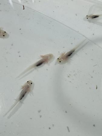 Image 6 of Baby axolotls Pink (leucistic) & albino types available