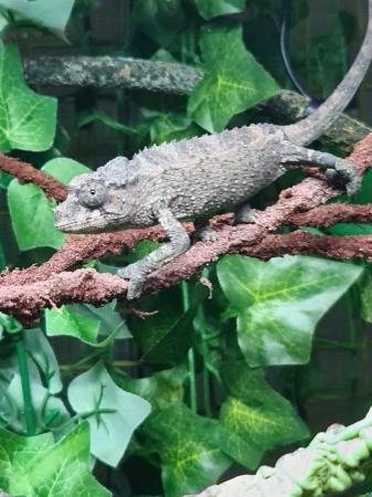 Image 2 of Reptibreeze mesh chameleon enclosure xl