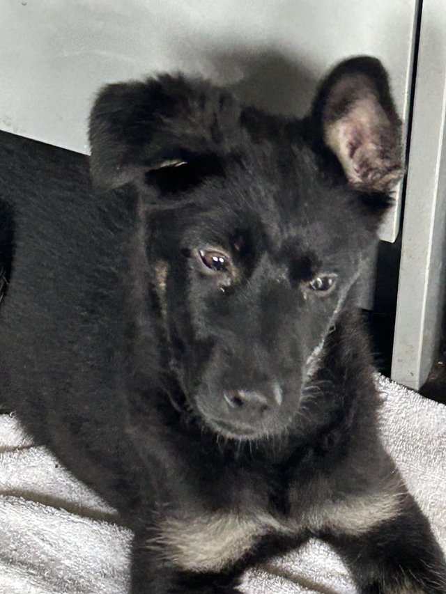 Preview of the first image of **REDUCED**Stunning German Shepherd Puppy last girl****.