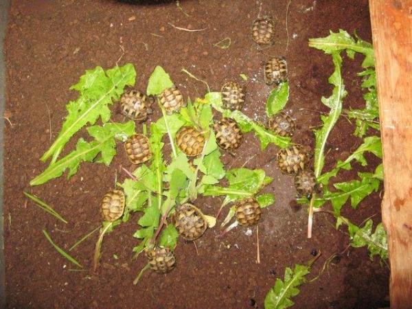 Image 3 of Baby Spur-thigh Tortoises for sale