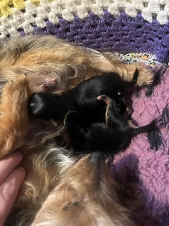 Image 4 of Chorkie pups , These pups are only going to be tiny