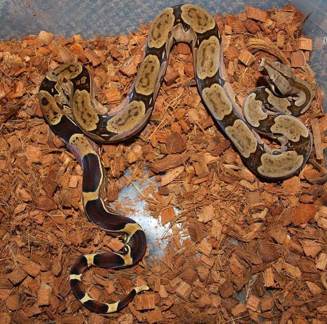 Preview of the first image of Suriname BCC (True red tail boa constrictor).