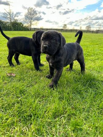 Image 6 of Cane corso x Rottweiler puppies