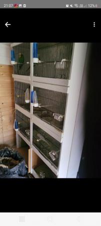 Image 2 of unwanted cage and aviary birds rehomed
