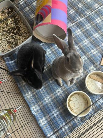 Image 3 of Beautiful Grey and Black rabbits