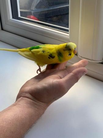 Image 2 of Baby hand tame hand reared budgies
