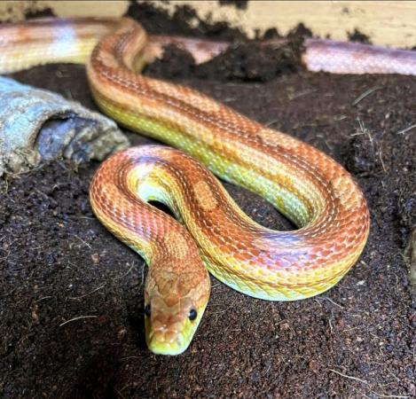 Image 2 of OMG Beautiful motley female corn snake