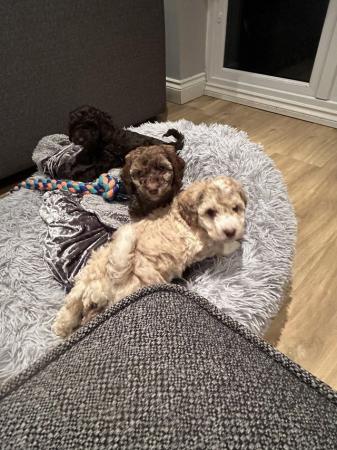 Image 6 of Cockapoo puppies looking for their forever home
