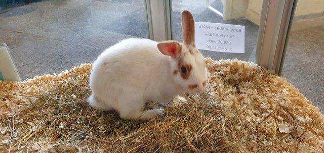 Image 3 of Male Rabbit Available for sale