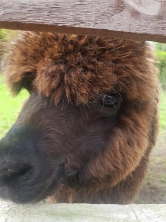 Image 2 of Male alpaca for sale 10 months old
