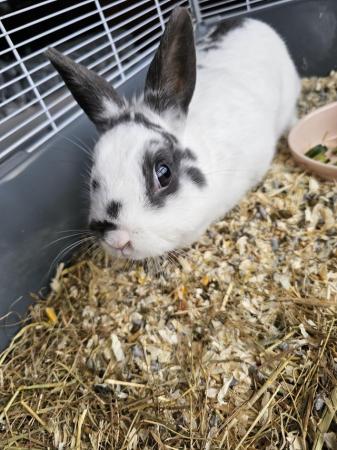 Image 1 of 1yr old female grey and white rabbit