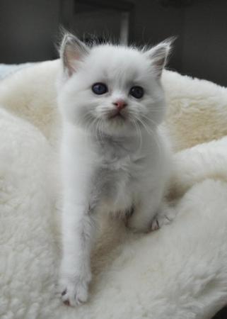 Image 18 of Ragdoll Kittens (GCCF REGISTERED AND FULLY HEALTH TESTED)