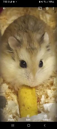 Image 5 of Nearly 2 years russian dwarf hamster very healthy and quiet