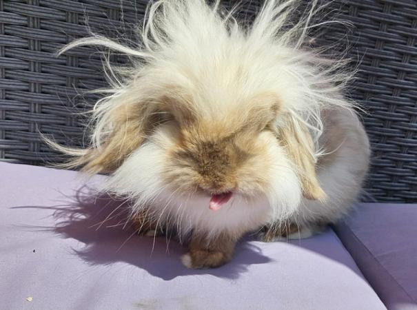 Image 2 of Fluffy Chocolate point male mini lion head lop ear bunny