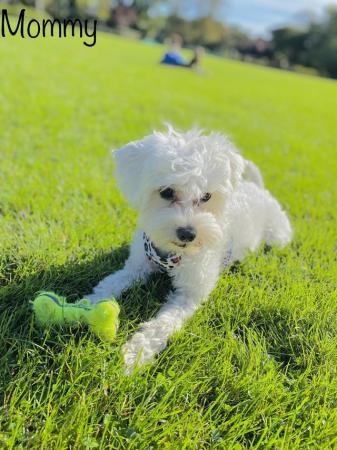 Image 10 of Pure breed small Maltese puppies