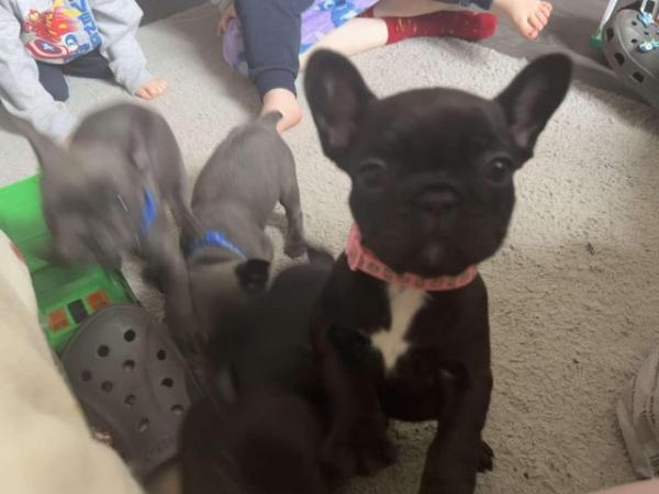 Image 4 of Kc frenchbulldog pups £950