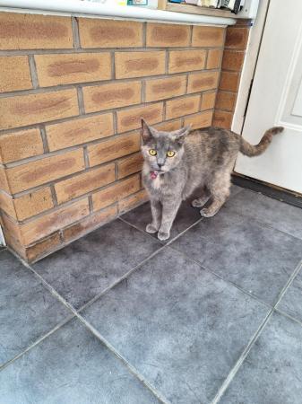 Image 4 of 2 year old domestic cat called Roo