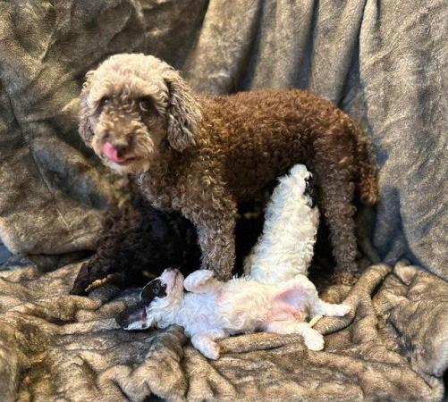 Image 9 of Extensively Health Tested Toy Parti Poodles