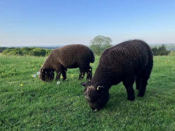 Image 1 of Pedigree Coloured Ryeland Ewe Lambs