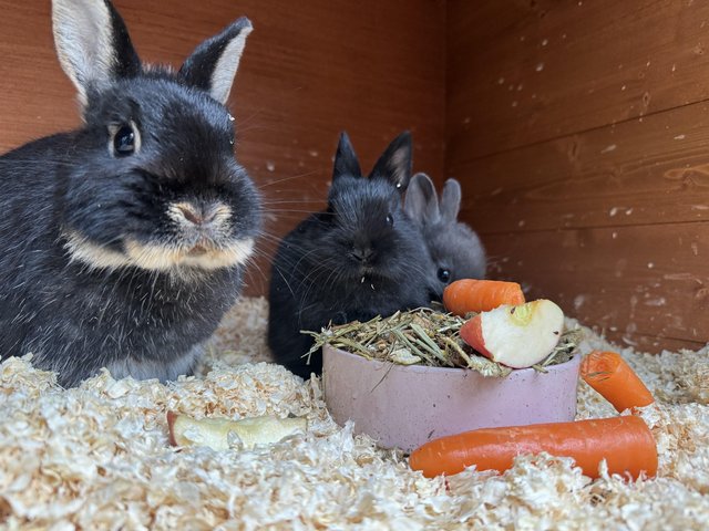 Preview of the first image of Netherland Dwarf Bunnies.