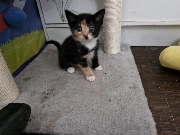 Image 2 of Kittens looking for loving home