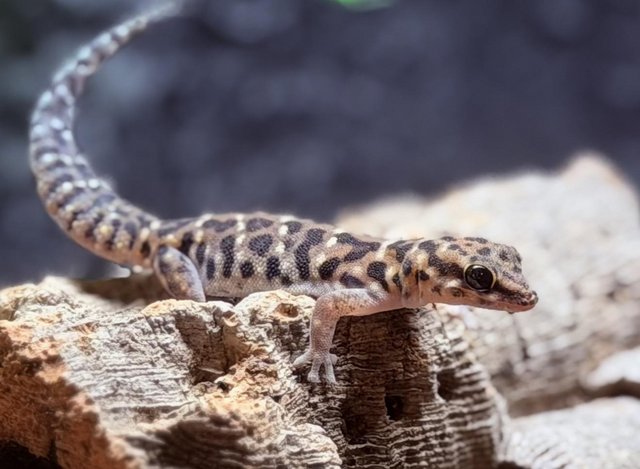 Thick toed tiger geckos — photo 3 of 4