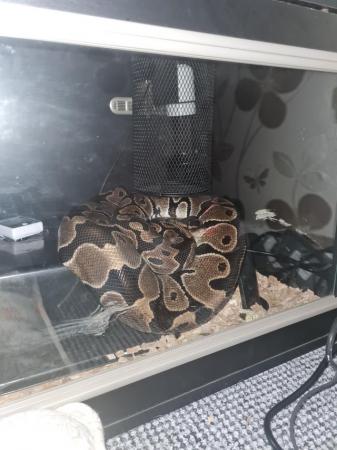 Image 1 of Python snake and vivarium