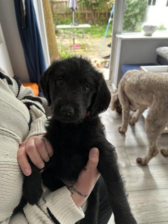 Image 13 of Labradoodle F1B puppies REDUCED 3 LEFT
