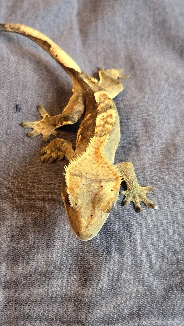 Preview of the first image of Crested geckos 4 to 8 months old, all home bred.