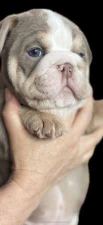 Image 8 of Beautiful English Bulldog Puppies