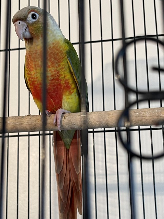 Preview of the first image of Beautiful younger female conure.