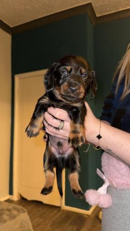 Image 4 of 4 x Black and Tan male daschund puppies for sale £800