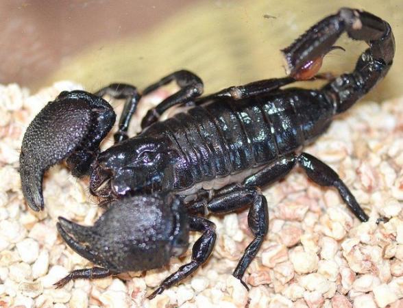 Image 4 of Emperor Scorpion or Imperial Scorpion