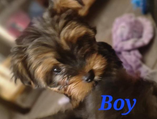 Image 4 of Ready for homes! yorkshire terrier puppies. 2 females left!