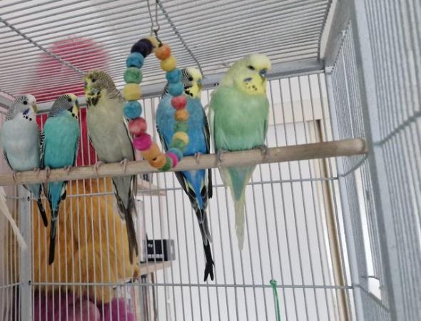 Image 3 of Budgies no longer available, cage only