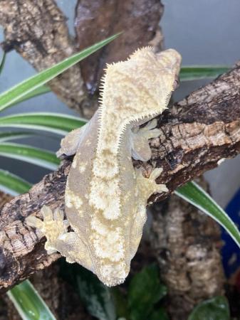 Image 1 of Adult female harlequin tailess crested gecko