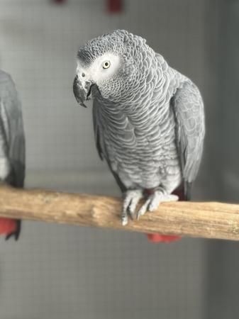 Image 4 of Supertame African grey parrot