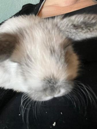Image 1 of We have 6 baby rabbits for sale  ready in about 2 weeks £40