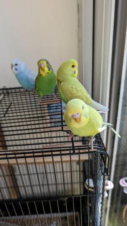 Image 1 of Young and healthy budgies!