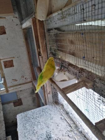 Image 1 of Exhibition budgies wanted