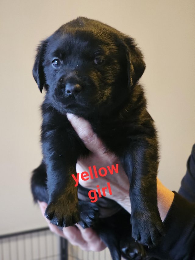 Preview of the first image of Beautiful goldador puppies looking for loving homes.