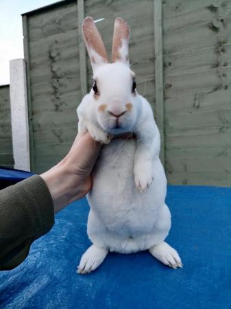 Image 2 of Mini rex baby's ready to reserve